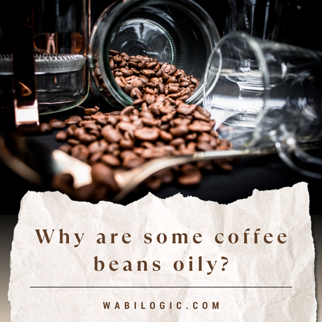 Did Brew Know: Why Are Coffee Beans Oily? | Wabilogic