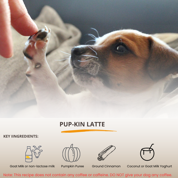 Recettes BARKRISTA : Pup-kin Latte - Wabilogic