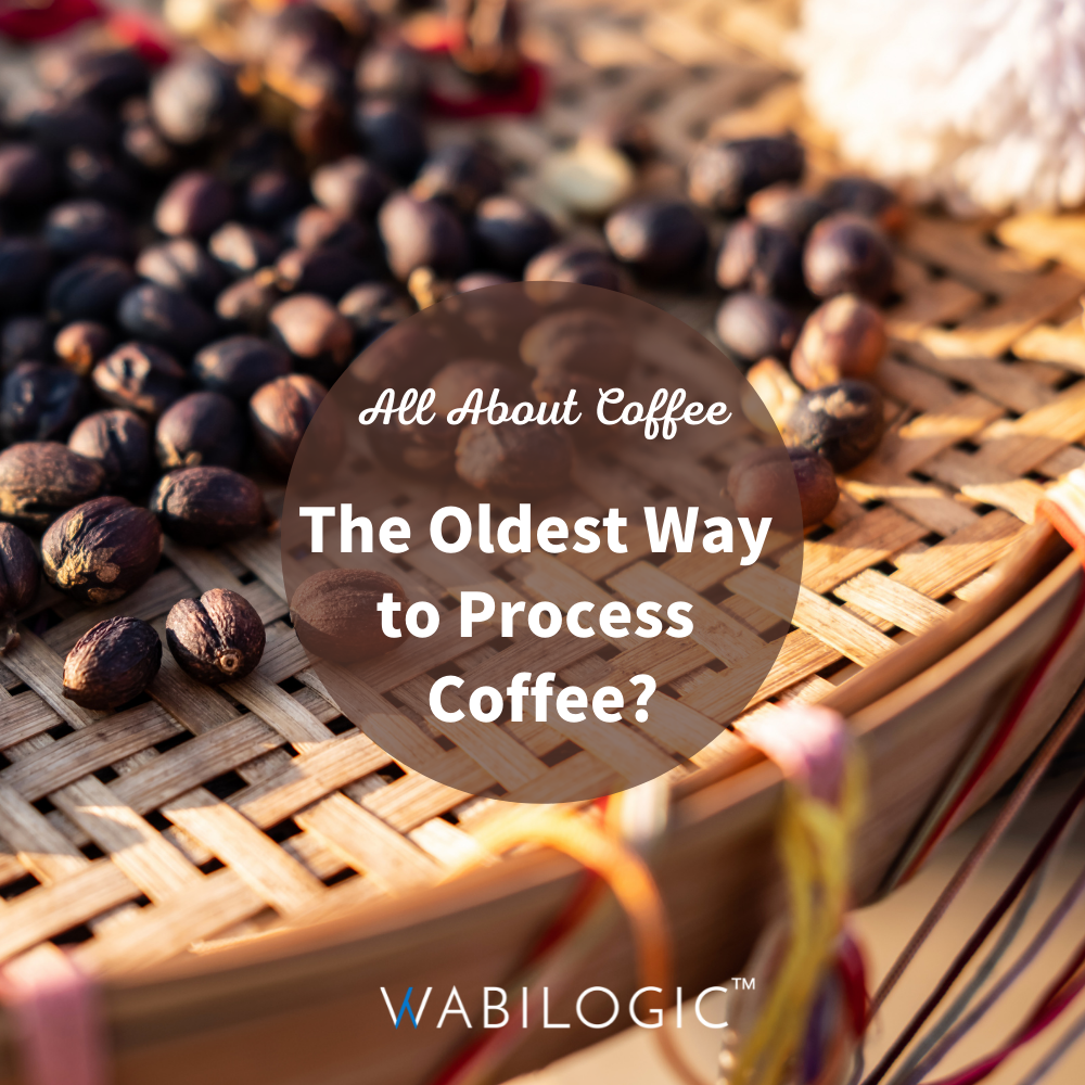 natural processing methods coffee pour over coffee beans wabi news wabilogic wabi knowledges