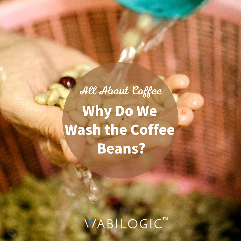 washed coffee precessing methods pour over coffee coffee beans wabi news wabi knowledges