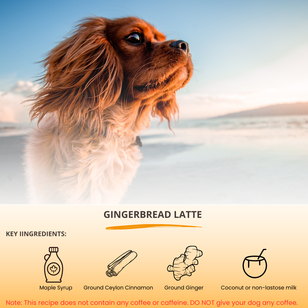 BARKRISTA Recipes: Gingerbread Latte