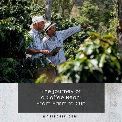 The Journey of a Coffee Bean: From Farm to Cup